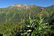 13 Fiordaliso rapontino (Rhaponticum scariosum) con vista in Menna 